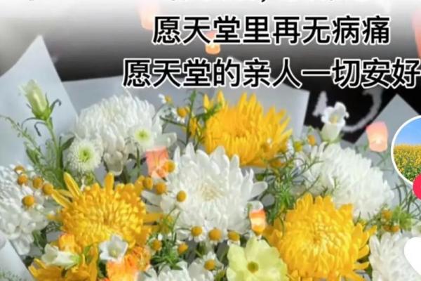 清明节送菊花，寄托对先人的思念