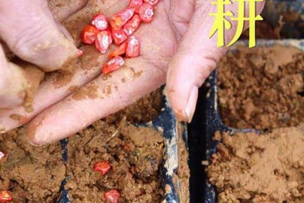 春耕时节：如何通过节令调整养生方法