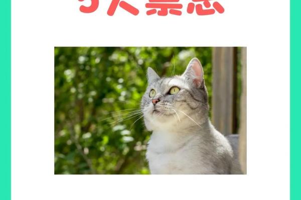 暗藏玄机：命理学中的猫缘与误区，如何通过养猫改变命运