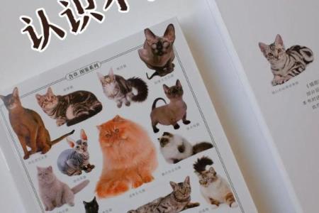 暗藏玄机：命理学中的猫缘与误区，如何通过养猫改变命运