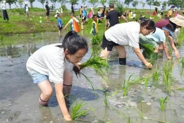 今天是传统插秧节，体验农耕文化与大地的亲密联系