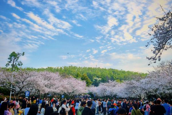 今天是日本的樱花祭日，感受春天的芬芳与团聚
