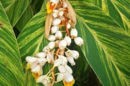 热带雨林的丰收盛典：西双版纳的农耕节日传统