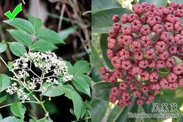 插茱萸节：探讨与节令养生的独特联系