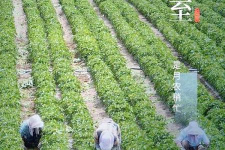 夏至放假：天文与养生的完美结合