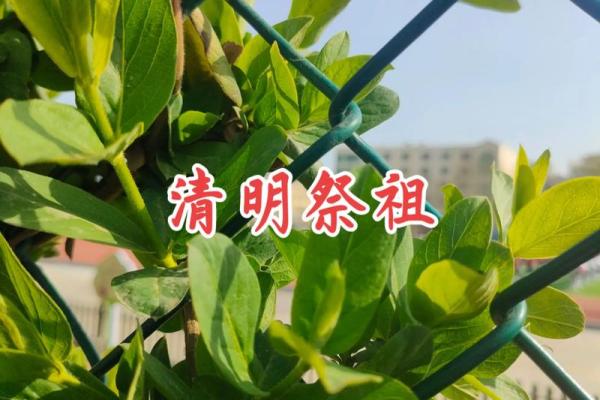 清明节祭祖与春耕的节令交替