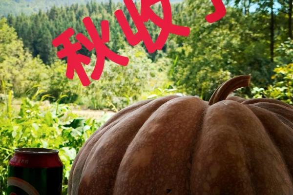 八月八日的节日意义：农耕文化中的丰收祈愿