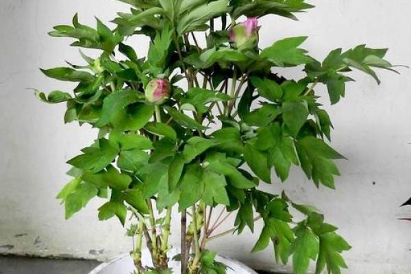 牡丹命理误区揭秘：常见错误如何反而影响命运