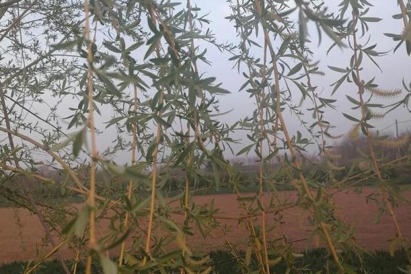 清明节与春季农业的相互影响 清明节与春季农业的相互影响