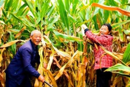 十一月的农耕习俗：感恩丰收与冬季准备的智慧