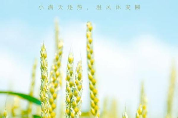 小满:小满节气农耕与气候变化的影响 小满:小满节气农耕与气候变化的影响