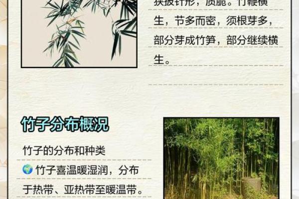 五月十九日世界竹文化日:竹子在中国文化中的独特象征与应用 五月十九日世界竹文化日:竹子在中国文化中的独特象征与应用