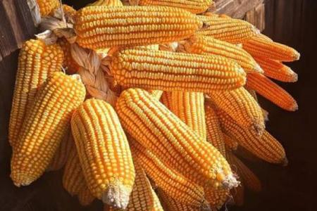 从节令变化看农业生产与生活的紧密联系