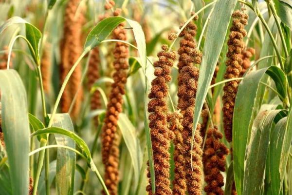 了解节令变化对农业生产的深远影响