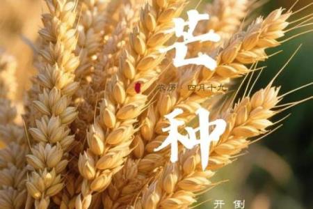芒种节气：农田里的忙碌与大地的呼吸