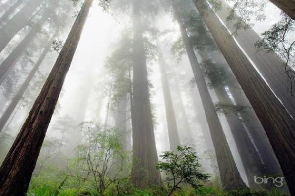 乙木命理解析：如何改变你的人生轨迹，突破命运的局限？