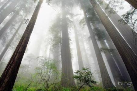 乙木命理解析：如何改变你的人生轨迹，突破命运的局限？