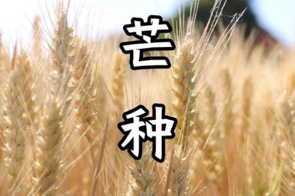 芒种时节，农耕劳作与气候变化的深度分析