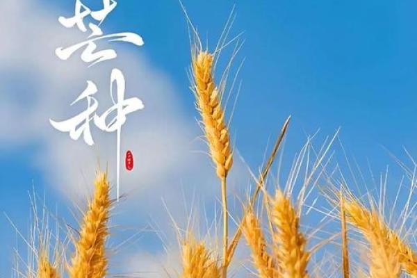 芒种时节，农耕劳作与气候变化的深度分析